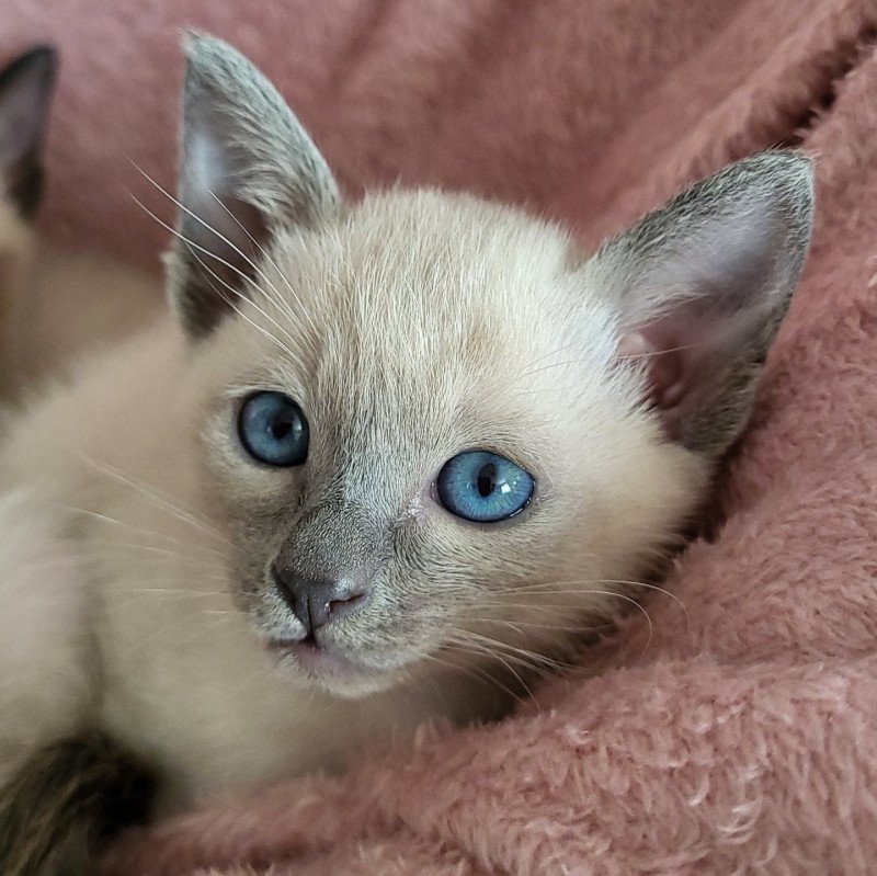 Jupiter Male Siamese Shorthair