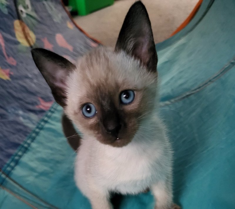 Cookie Female Siamese Shorthair