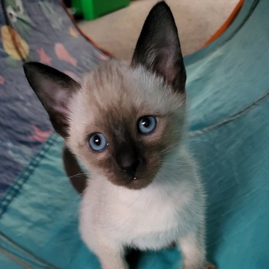 Cookie Female Siamese Shorthair
