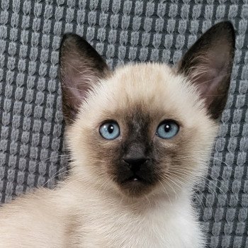 kitten Siamese Shorthair seal point Cookie Noacococats.co.uk