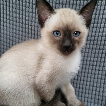 kitten Siamese Shorthair seal point Cookie Noacococats.co.uk
