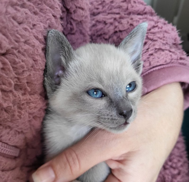Blue girly Female Siamese Shorthair