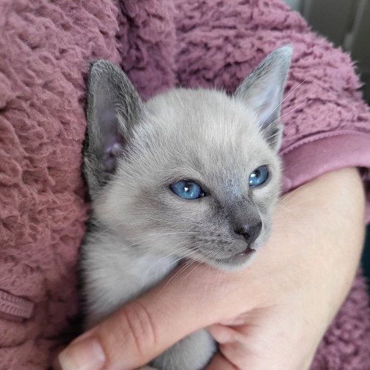 Blue girly Female Siamese Shorthair