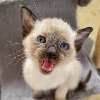 kitten Siamese Shorthair seal point Noacococats.com