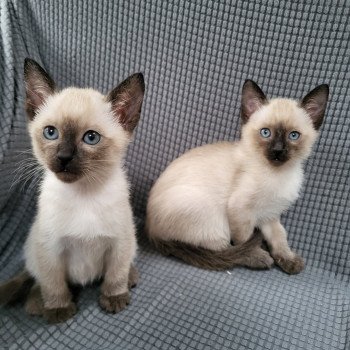 kitten Siamese Shorthair seal point Sealy girl Noacococats.co.uk