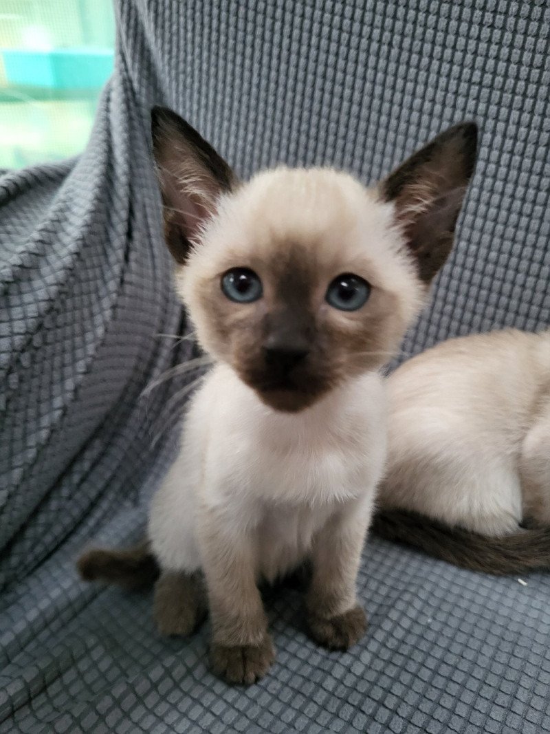Mina Female Siamese Shorthair