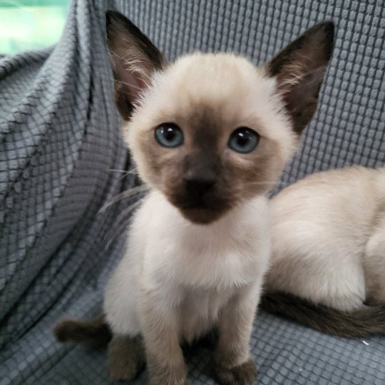 Mina Female Siamese Shorthair