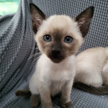 kitten Siamese Shorthair seal point Sealy girl Noacococats.co.uk