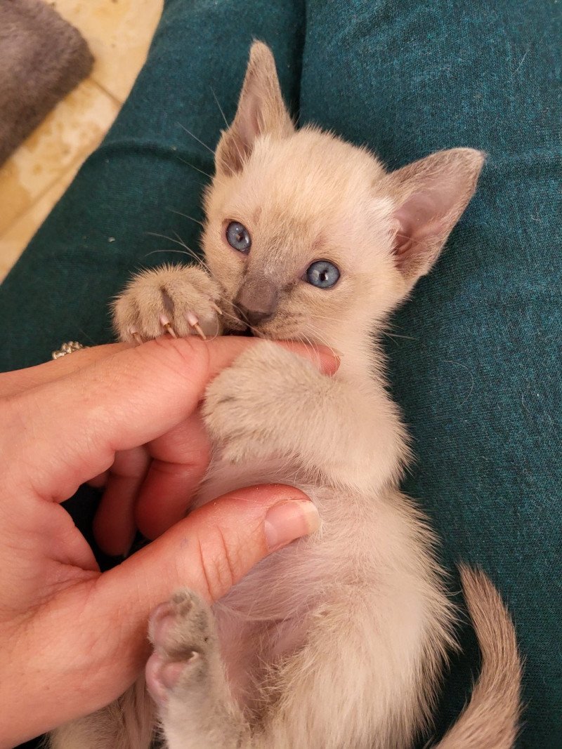 Bluebell Female Siamese Shorthair