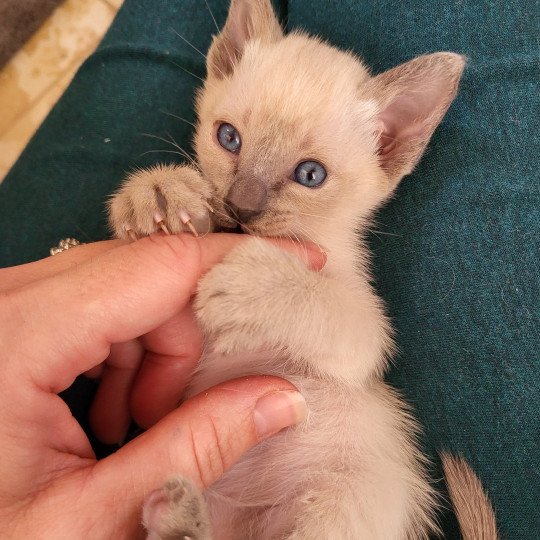 Bluebell Female Siamese Shorthair
