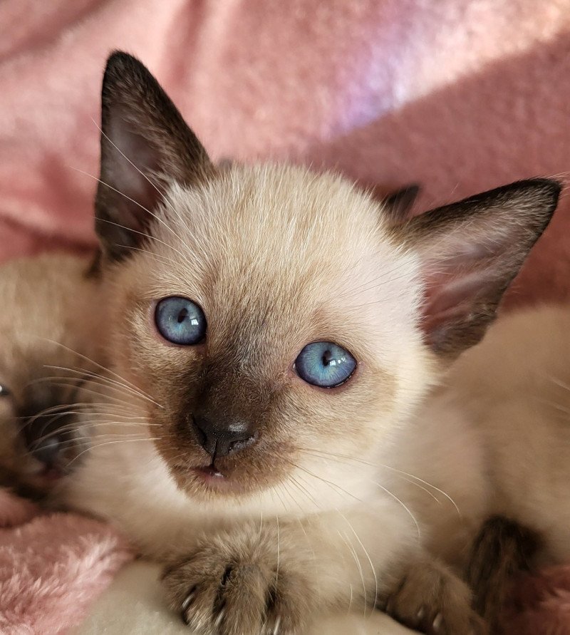 Wasabi Male Siamese Shorthair