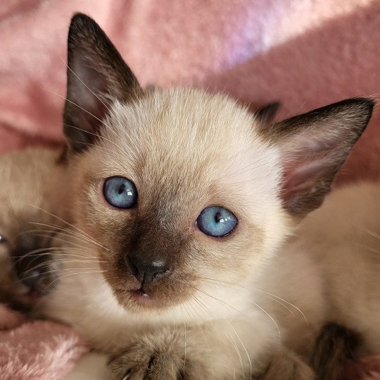 Wasabi Male Siamese Shorthair