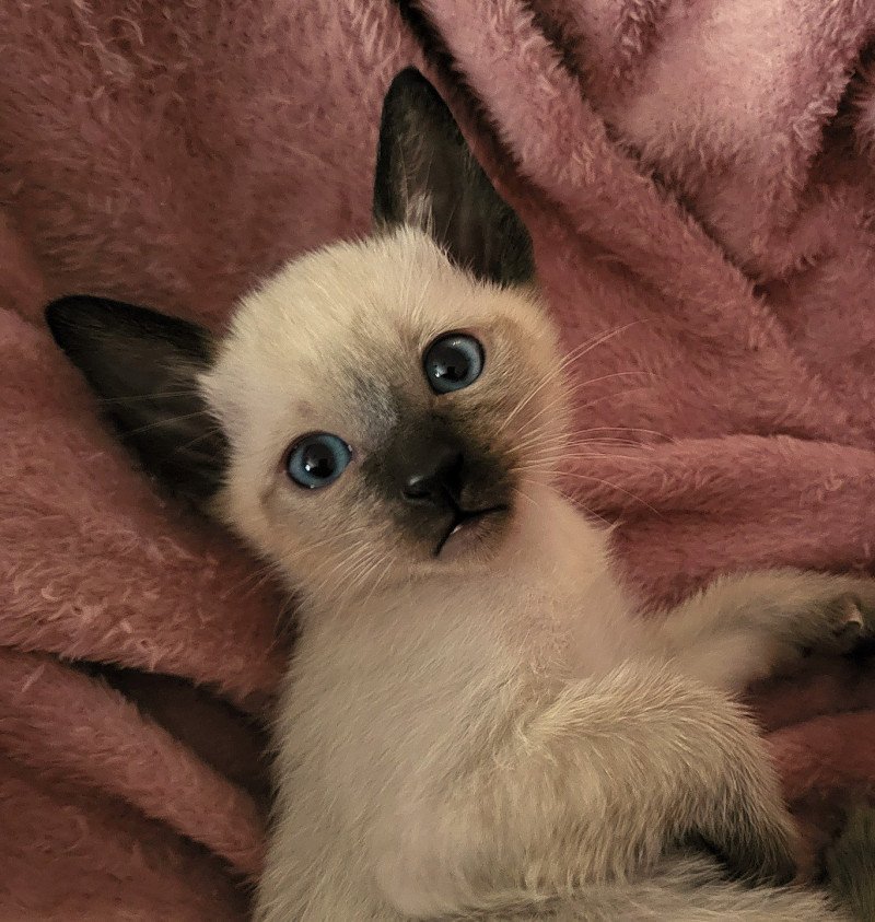 Milo Male Siamese Shorthair
