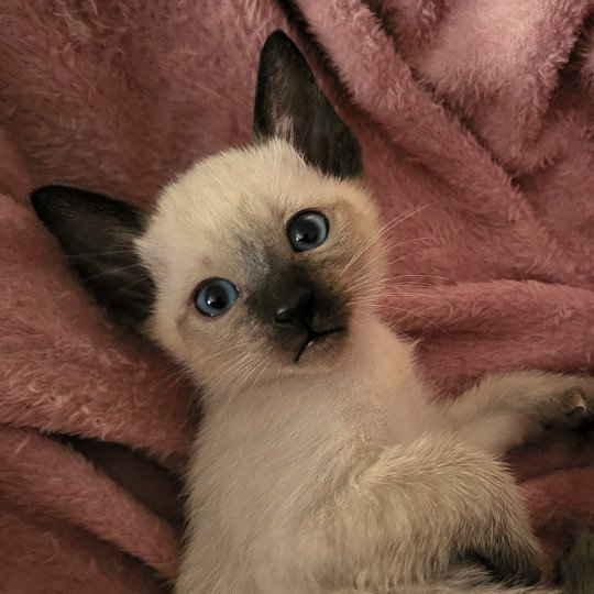 Milo Male Siamese Shorthair
