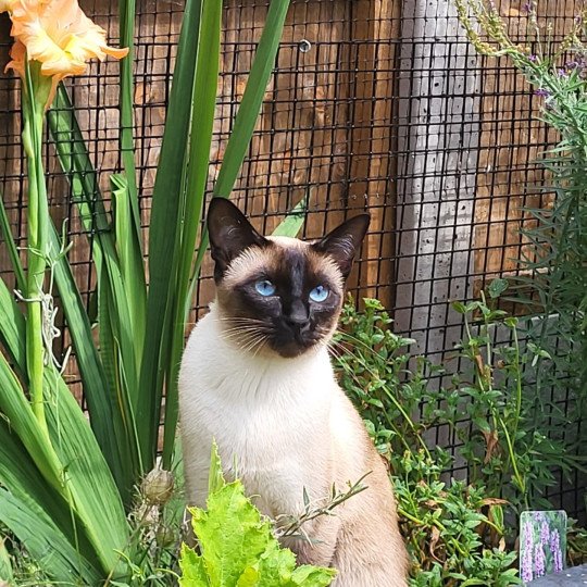 Coco Female Siamese Shorthair