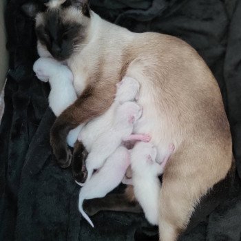 Kitten Siamese Shorthair  Noacococats.com