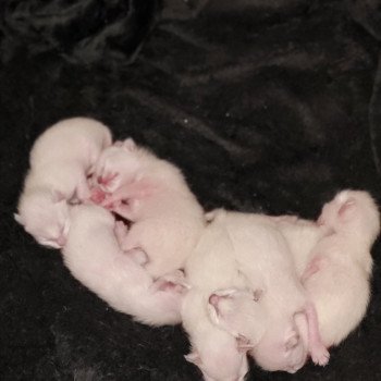 Kitten Siamese Shorthair  Noacococats.com