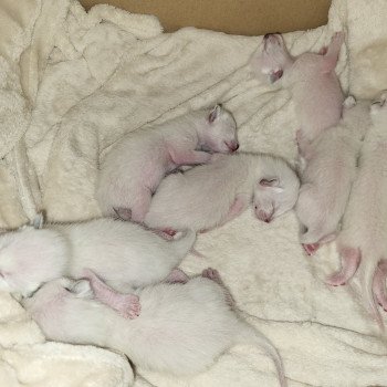 Kitten Siamese Shorthair  Noacococats.com