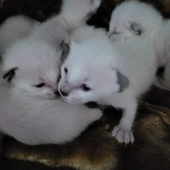 Kitten Siamese Shorthair  Noacococats.com