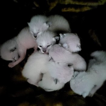 Kitten Siamese Shorthair  Noacococats.com