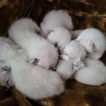 Kitten Siamese Shorthair  Noacococats.com