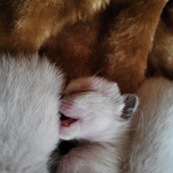 Kitten Siamese Shorthair  Noacococats.com