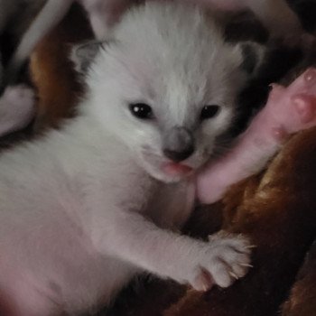 Kitten Siamese Shorthair  Noacococats.com