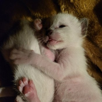 Kitten Siamese Shorthair  Noacococats.com