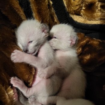 Kitten Siamese Shorthair  Noacococats.com