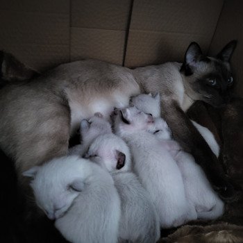 Kitten Siamese Shorthair  Noacococats.com