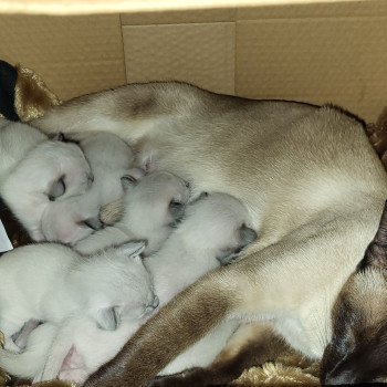 Kitten Siamese Shorthair  Noacococats.com