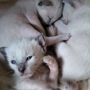 Kitten Siamese Shorthair  Noacococats.com