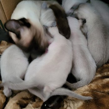 Kitten Siamese Shorthair  Noacococats.com