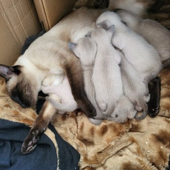 Kitten Siamese Shorthair  Noacococats.com