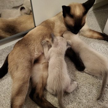 Kitten Siamese Shorthair  Noacococats.com