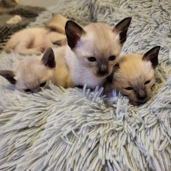 Kitten Siamese Shorthair  Noacococats.com