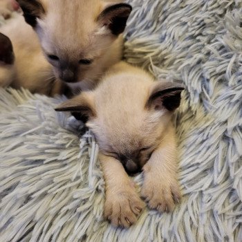 Kitten Siamese Shorthair  Noacococats.com