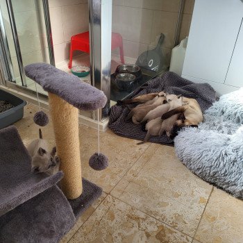 Kitten Siamese Shorthair  Noacococats.com