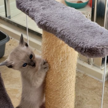 Kitten Siamese Shorthair  Noacococats.com