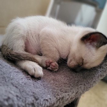 Kitten Siamese Shorthair  Noacococats.com
