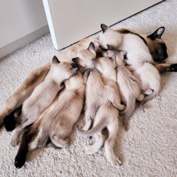 Kitten Siamese Shorthair  Noacococats.com