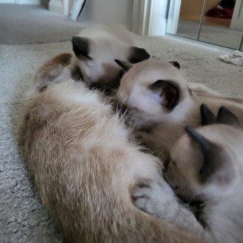Kitten Siamese Shorthair  Noacococats.com