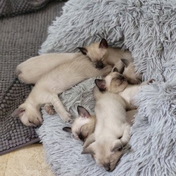 Kitten Siamese Shorthair  Noacococats.com