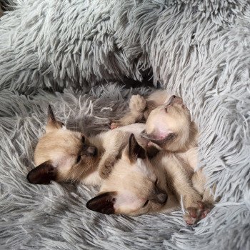 Kitten Siamese Shorthair  Noacococats.com