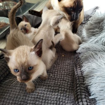 Kitten Siamese Shorthair  Noacococats.com