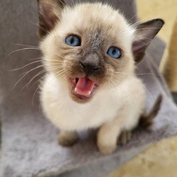 Kitten Siamese Shorthair  Noacococats.com