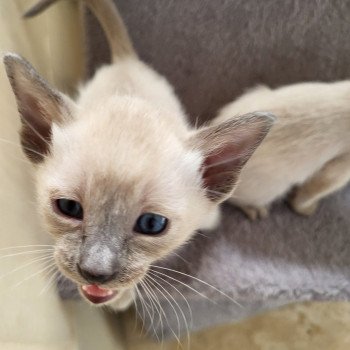 Kitten Siamese Shorthair  Noacococats.com
