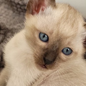 Kitten Siamese Shorthair  Noacococats.com