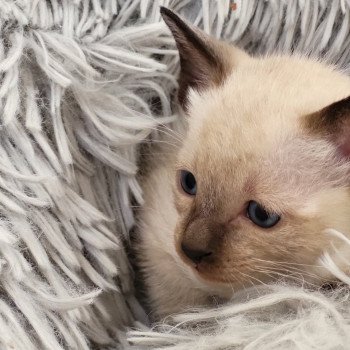 Kitten Siamese Shorthair  Noacococats.com