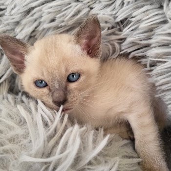 Kitten Siamese Shorthair  Noacococats.com